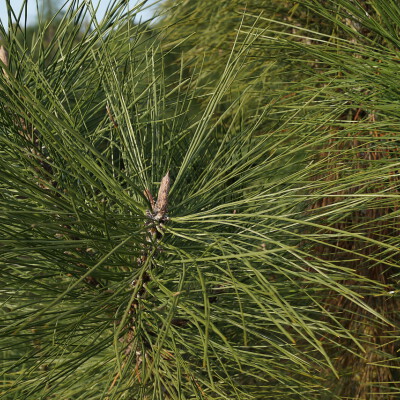 Pinus ponderosa_03